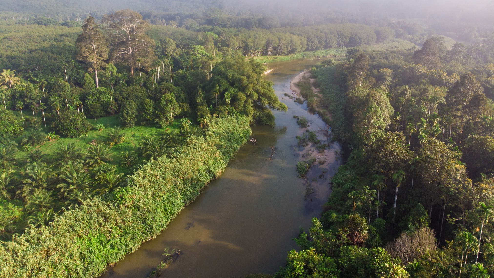 Aerial view of a forest river landscape
